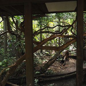 Jungola - Rimbula greenhouse - Pygmy marmoset exhibit, 2024-06-23