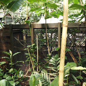 Jungola - Rimbula greenhouse - Pygmy marmoset exhibit, 2024-06-23