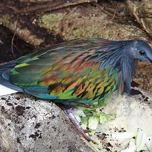 Jungola - Rimbula greenhouse - Nicobar pigeon (Caloenas nicobarica), 2024-06-23