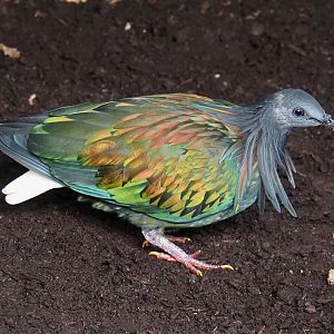 Jungola - Rimbula greenhouse - Nicobar pigeon (Caloenas nicobarica), 2024-06-23