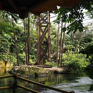 Jungola - Rimbula greenhouse - Colombian black spider monkey island seen from Rimbula River boat ride, 2024-06-23