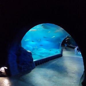 Afrykarium - Mozambique Channel exhibit