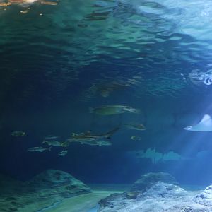 Afrykarium - Mozambique Channel exhibit - Green seaturtle (Chelonia midas)