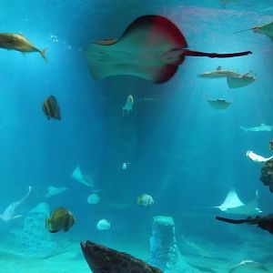 Afrykarium - Mozambique Channel exhibit