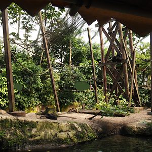 Jungola - Rimbula greenhouse - Colombian black spider monkey island seen from Rimbula River boat ride, 2024-06-23