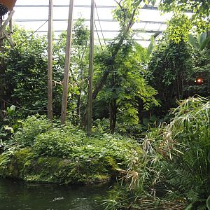 Jungola - Rimbula greenhouse - Lar gibbon island seen from Rimbula River boat ride, 2024-06-23