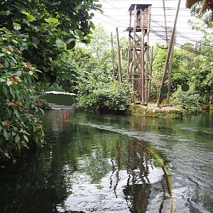 Jungola - Rimbula greenhouse - Rimbula River boat ride canal and Colombian black spider monkey island, 2024-06-23