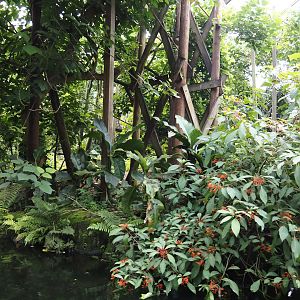 Jungola - Rimbula greenhouse - Lar gibbon island seen from Rimbula River boat ride, 2024-06-23