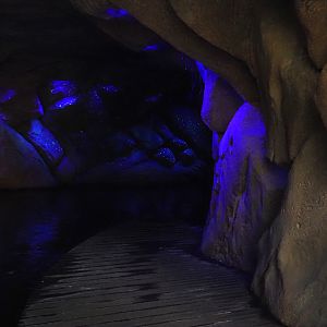 Jungola - Rimbula greenhouse - Rimbula River boat ride - Cave with projections and fake glowworm snare threads, 2024-06-23