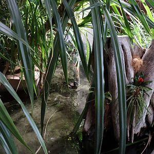 Afrykarium - Okavango swamp exhibit - African pochard?