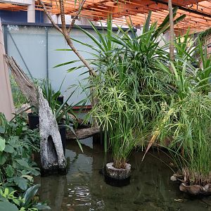 Afrykarium - Okavango swamp exhibit