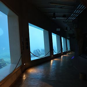 Afrykarium - Shupwreck extension - Underwaterviewing