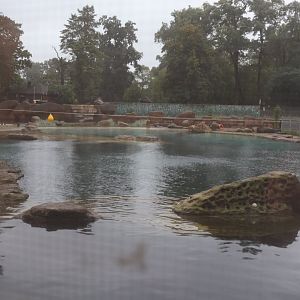 Afrykarium - 3600m³ pool Cape fur seal exhibit