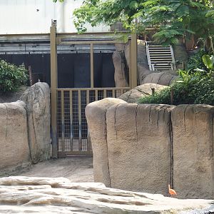 Jungola - Rimbula greenhouse - Access to Asian elephant off-show and outdoor areas, 2024-06-23