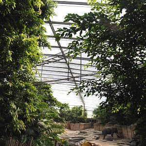 Jungola - Rimbula greenhouse - Lar gibbon bridge, 2024-06-23