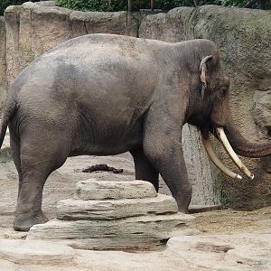 Jungola - Rimbula greenhouse - Asian elephant (Elephas maximus) bull, 2024-06-23