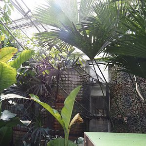 Jungola - Rimbula greenhouse - Access to Lar gibbon off-show holding, 2024-06-23