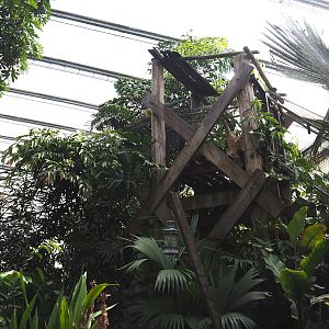 Jungola - Rimbula greenhouse - Lar gibbon bridge between island and off-show holding, 2024-06-23