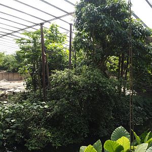 Jungola - Rimbula greenhouse - Lar gibbon island, 2024-06-23