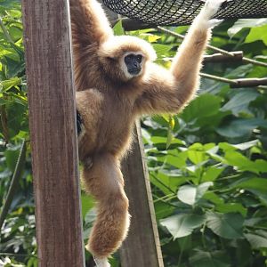 Jungola - Rimbula greenhouse - Lar gibbon (Hylobates lar), 2024-06-23