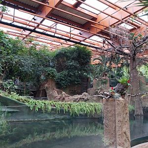 Afrykarium - Congo Rainforest exhibit - Nile crocodile