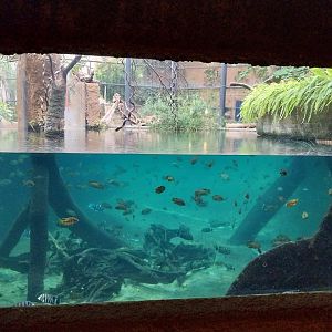 Afrykarium - Congo Rainforest exhibit - Nile crocodile