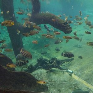 Afrykarium - Congo Rainforest exhibit - Nile crocodile - Cichlids