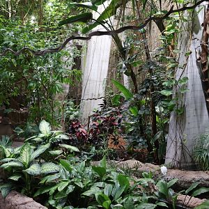 Afrykarium - Congo Rainforest exhibit - Forest floor