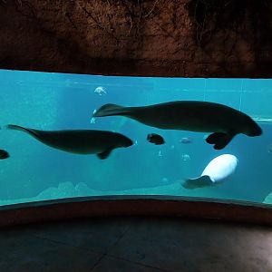 Afrykarium - Manatee exhibit