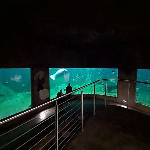 Afrykarium - Manatee exhibit