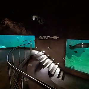 Afrykarium - Manatee exhibit