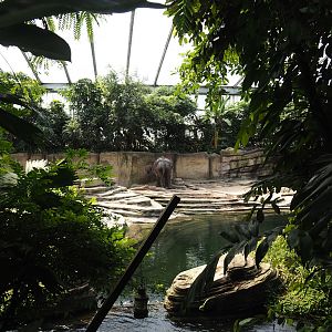 Jungola - Rimbula greenhouse - Asian elephant indoor exhibit, 2024-06-23