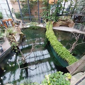 Afrykarium - Congo rainforest exhibit - Nile crocodile enclosures