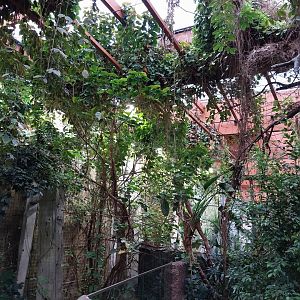 Afrykarium - Congo rainforest exhibit