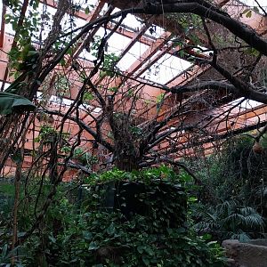 Afrykarium - Congo rainforest exhibit