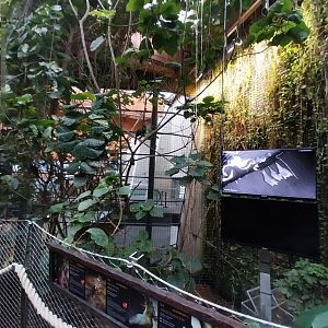 Afrykarium - Congo rainforest exhibit - Congo peafowl and Hammerhead bat aviary