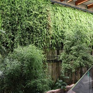 Afrykarium - Congo rainforest exhibit - The green wall