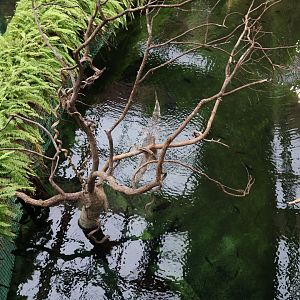 Afrykarium - Congo rainforest exhibit - Nile crocodile (Crocodylus niloticus)