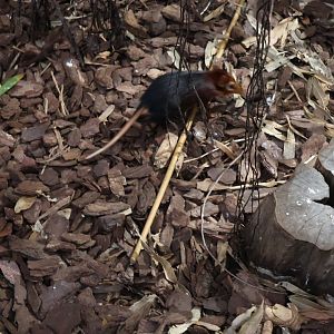 Afrykarium - Congo rainforest exhibit - Black and rufous sengi (Rhynchocyon petersi adersi)