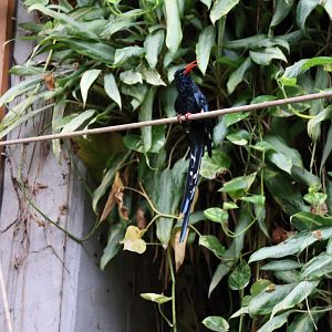 Afrykarium - Congo rainforest exhibit - Green wood hoopoe (Phoeniculus purpureus)