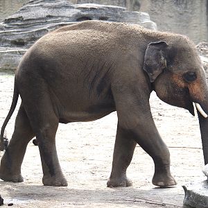 Jungola - Juvenile Asian elephant (Elephas maximus), 2024-06-23