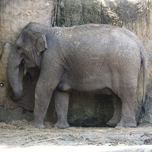 Jungola - Asan elephant (Elephas maximus), 2024-06-23
