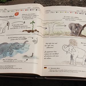 Jungola - Asian elephant exhibit signage, 2024-06-23