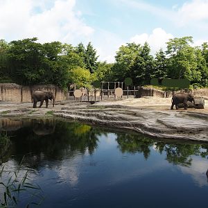 Jungola - Asian elephant exhibit, 2024-06-23