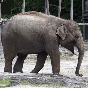 Jungola - Asian elephant (Elephas maximus), 2024-06-23
