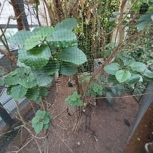 Afrykarium - Congo rainforest exhibit - Congo peafowl aviary