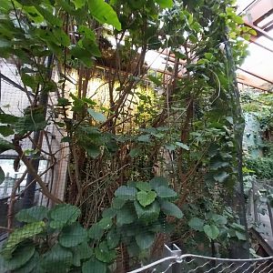 Afrykarium - Congo rainforest exhibit - Congo peafowl aviary