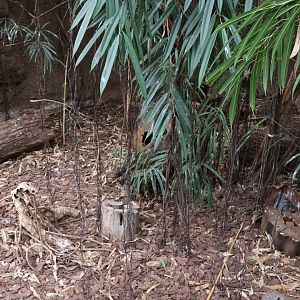 Afrykarium - Congo rainforest exhibit - Black and rufous sengi enclosure