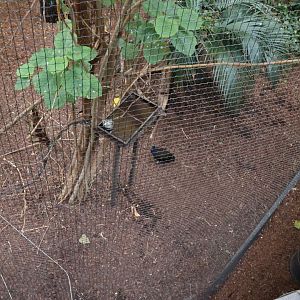 Afrykarium - Congo rainforest exhibit - Congo peafowl aviary - Congo Peafowl (Afropavo congensis)