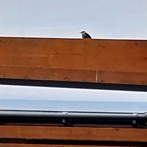 Afrykarium - Congo rainforest exhibit - Blue-bellied roller (Coracias cyanogaster)